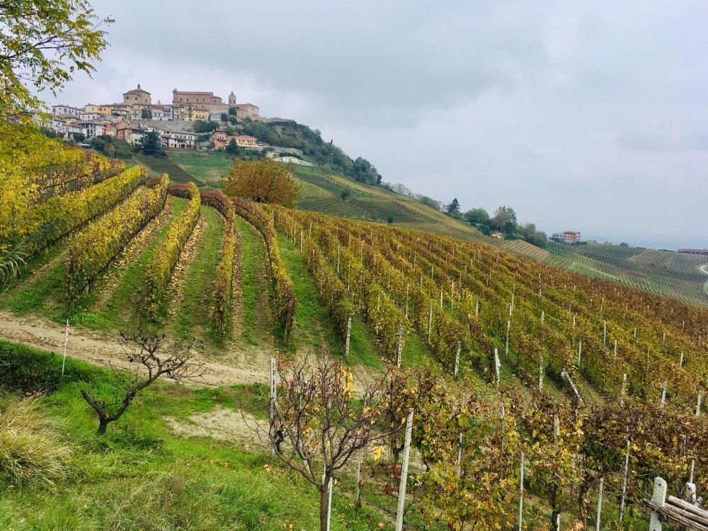 Memoria per Langhe piemontesi - Fascino di sapori e colori