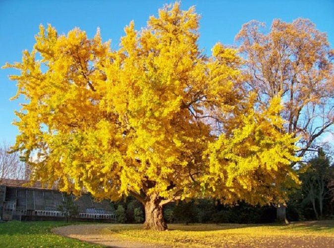 Memoria per L'albero di ginkgo