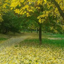 img - Memorie e ricordi immortali