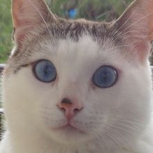 img - Memorie e ricordi immortali