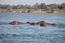 img - Mal d’Africa - Dallo Zambia con amore