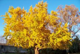 L'albero di ginkgo