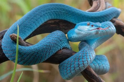 Patriarcato, serpente che si morde la coda  