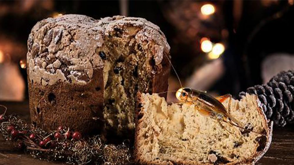 Dolce natalizio alla farina di grillo