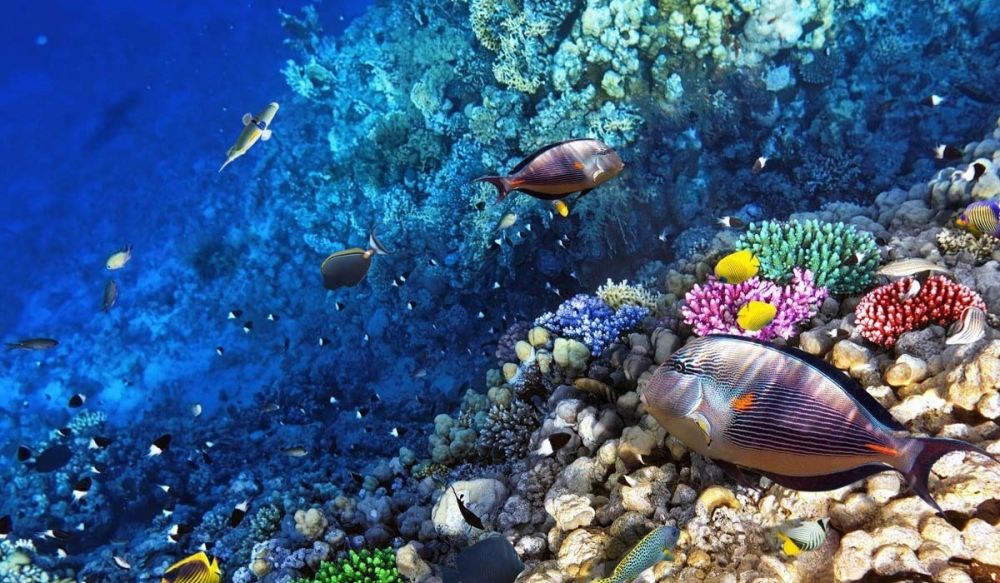 LA BARRIERA CORALLINA E' STATA UCCISA