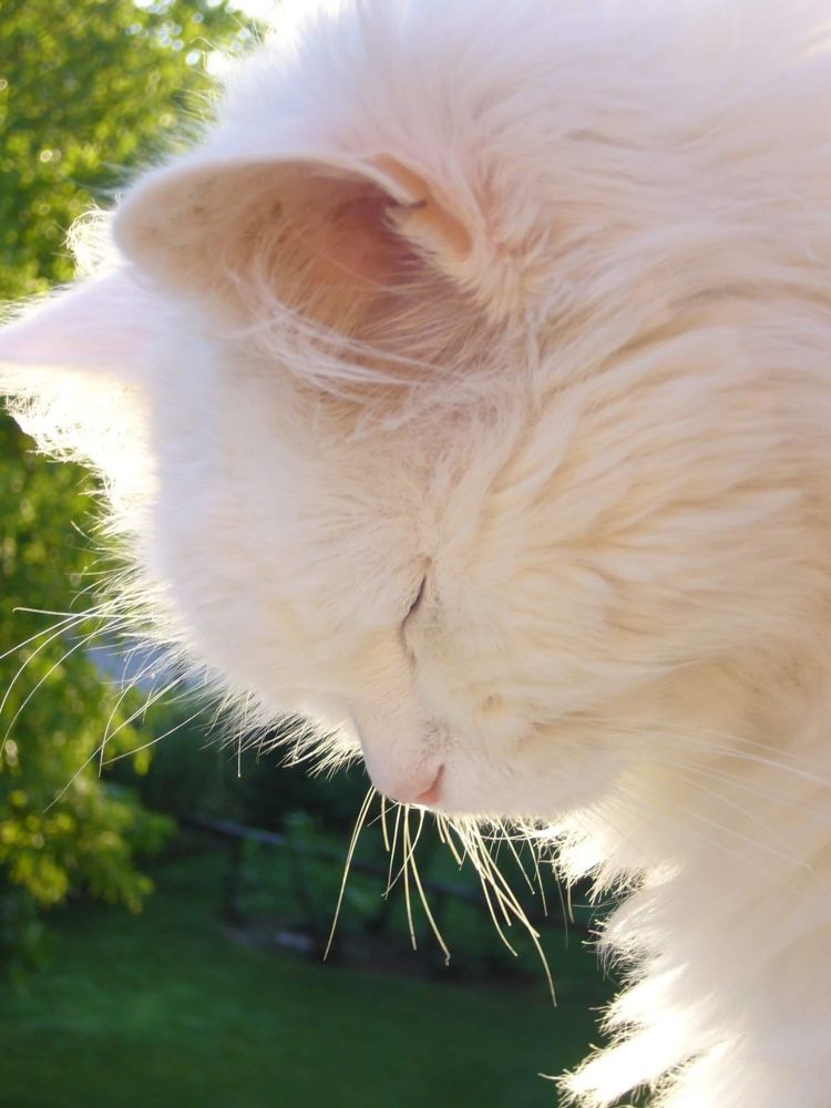 Didi, uno zucchero filato di gatto