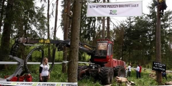  LA PIU ANTICA FORESTA EUROPEA RISCHIA DI SCOMPARIRE