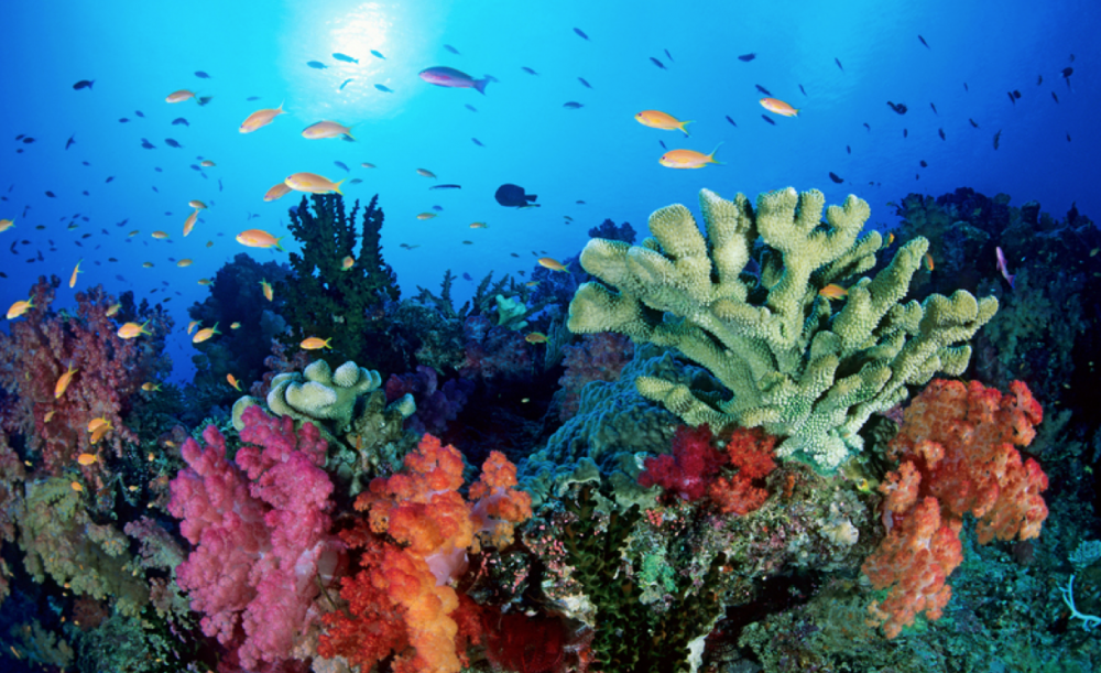 LA BARRIERA CORALLINA NON C’E’ PIU’